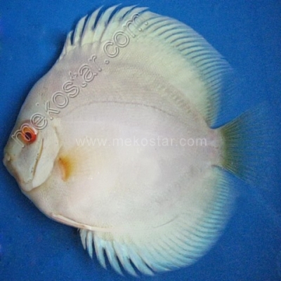 Albino Blue Diamond 9 - 10 cm Albino Blue Diamond 9 - 10 cm