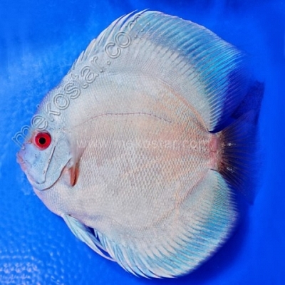 Blue Diamond 13 - 14 cm Blue Diamond 13 - 14 cm