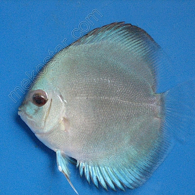 Blue Diamond 5 - 6 cm