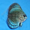 Cobalt Blue 5 - 6 cm Cobalt-Blue-5-6-cm