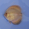 Gold Pigeon 5 - 6 cm Gold-Pigeon-5-6-cm