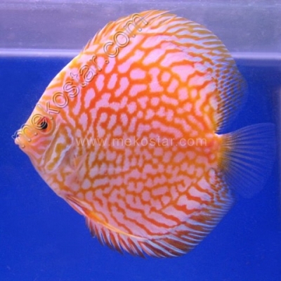 Gold Pigeon 7 - 8 cm