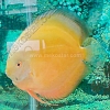Golden 15 - 16 cm Golden-15-16-cm