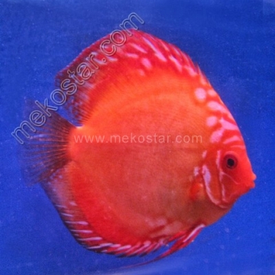 Malboro 11 - 12 cm