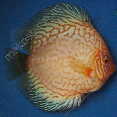 Pearl Pigeon 9 - 10 cm