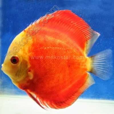 Red Melon 15 - 16 cm
