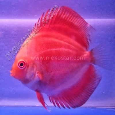Red Melon 7 - 8 cm