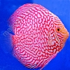 Red Pearl Pigeon 15 - 16 cm Red-Pearl-Pigeon-15-16-cm
