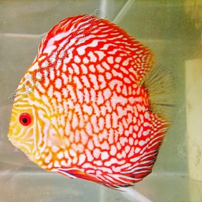 Red Pearl Pigeon 9 - 10 cm