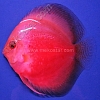 Red & White 13 - 14 cm Red-White-13-14-cm