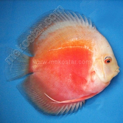 Red & White 15 - 16 cm