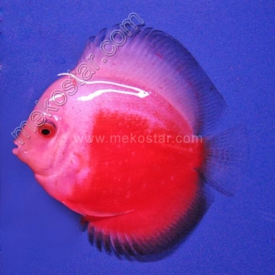 Red & White 7 - 8 cm