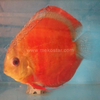 Rose Red 13 - 14 cm Rose Red 13 - 14 cm