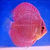 Snake Turquoise Red Spot 11 - 12 cm Snake-Turquoise-Red-Spot-11-12-cm
