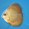 Snake Turquoise Red Spot 5 - 6 cm Snake-Turquoise-Red-Spot-5-6-cm