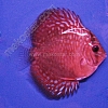 Turquoise Red 5 - 6 cm Turquoise-Red-5-6-cm
