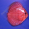 Turquoise Red 7 - 8 cm Turquoise-Red-7-8-cm