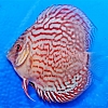 Turquoise Red 9 - 10 cm Turquoise-Red-9-10-cm